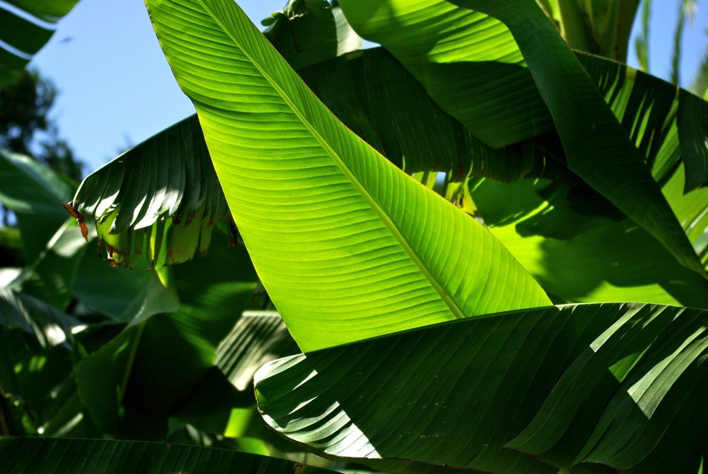 Feuille de bananier plantain